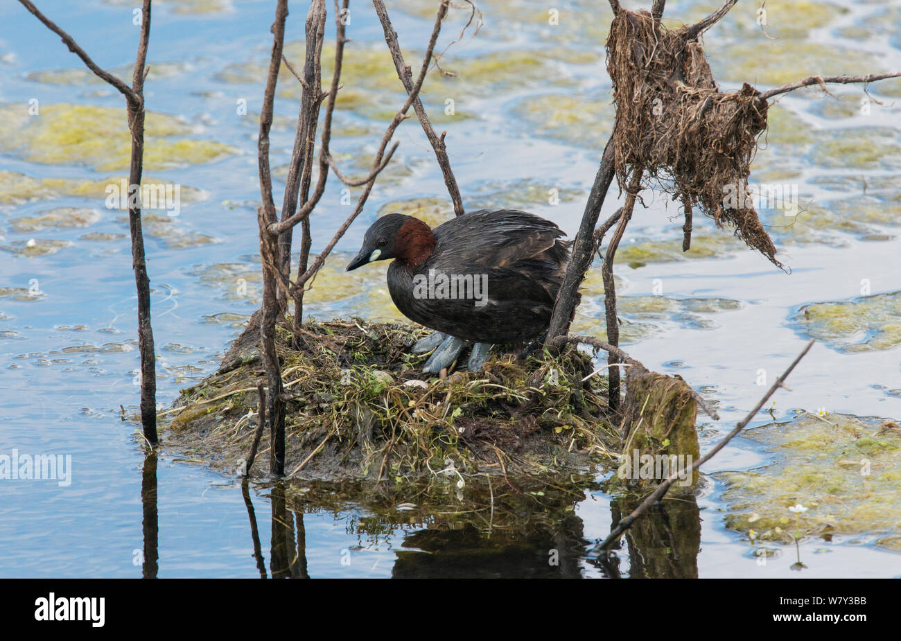 Zwergtaucher (Tachybaptus ruficollis) stehen über die Eier in seinem Nest. Guerreiro, Castro Verde, Alentejo, Portugal, Mai. Stockfoto