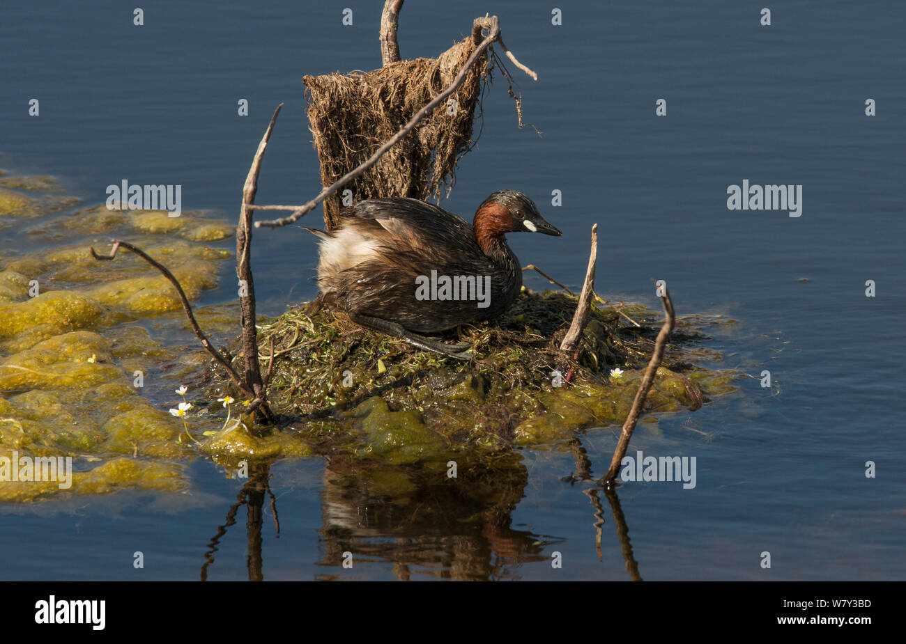 Zwergtaucher (Tachybaptus ruficollis) vereinbaren auf seinem Nest. Guerreiro, Castro Verde, Alentejo, Portugal, Mai. Stockfoto