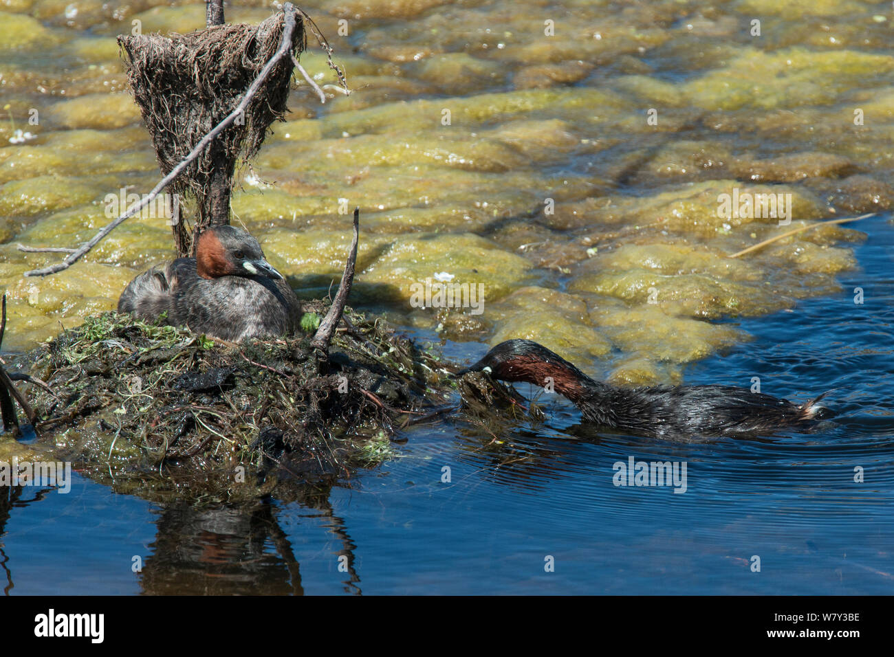 Zwergtaucher (Tachybaptus ruficollis) die Inkubation mit seinen Gehilfen nähert sich mit Material zum Nest hinzuzufügen. Guerreiro, Castro Verde, Alentejo, Portugal, Mai. Stockfoto