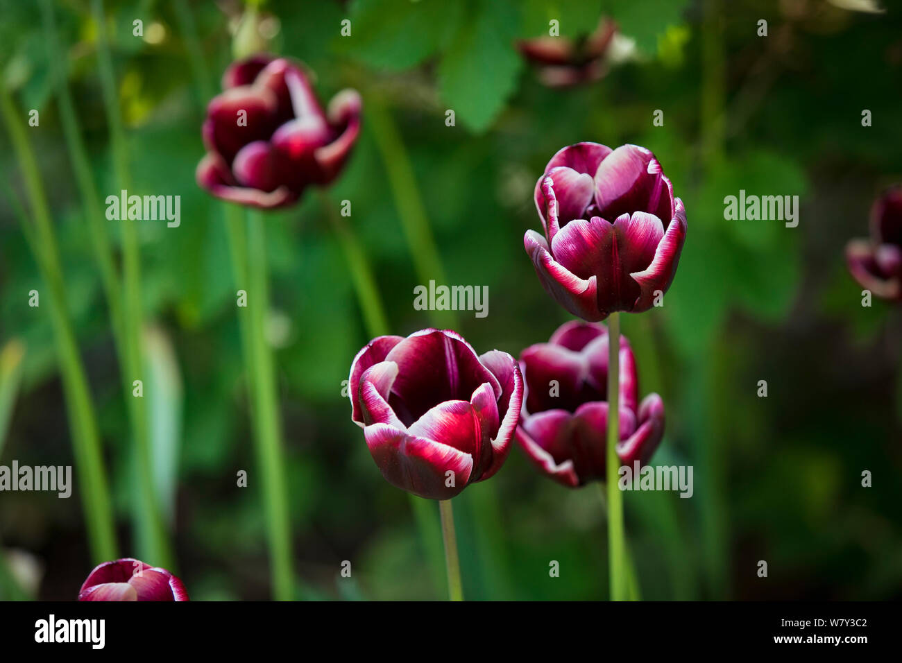 Eine Nahaufnahme von Magenta Blumen in der Natur im Frühling. Stockfoto