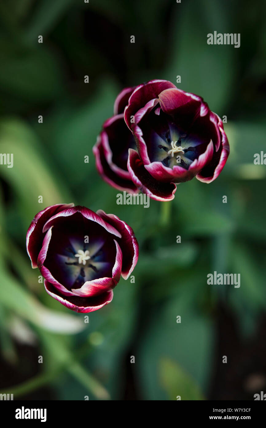 Eine Nahaufnahme von Magenta Blumen in der Natur im Frühling. Stockfoto