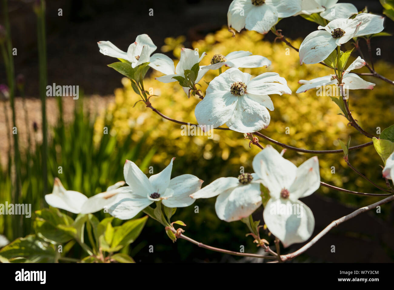 Eine Nahaufnahme der weißen Clematis 'in der Natur im Frühling. Stockfoto