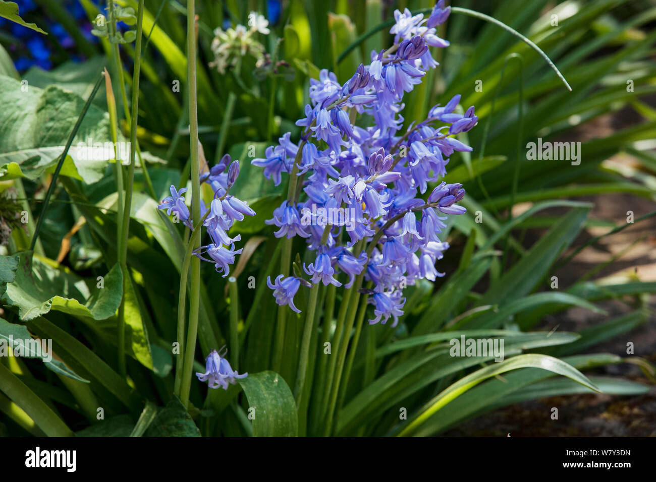 Eine Nahaufnahme der bluebells in der Natur im Frühling. Stockfoto
