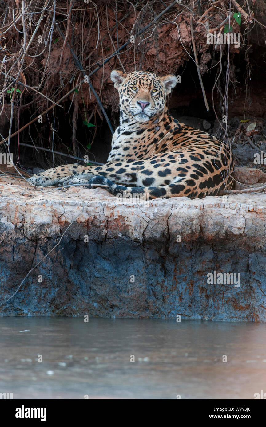 Jaguar (Panthera onca palustris) Männliche ruht an den Ufern der Tres Irmaos River (Drei Brüder Fluss), ein Nebenfluss der Cuiaba River. In der Nähe von Porto Jofre, nördlichen Pantanal, Mato Grosso, Brasilien, Südamerika. Stockfoto