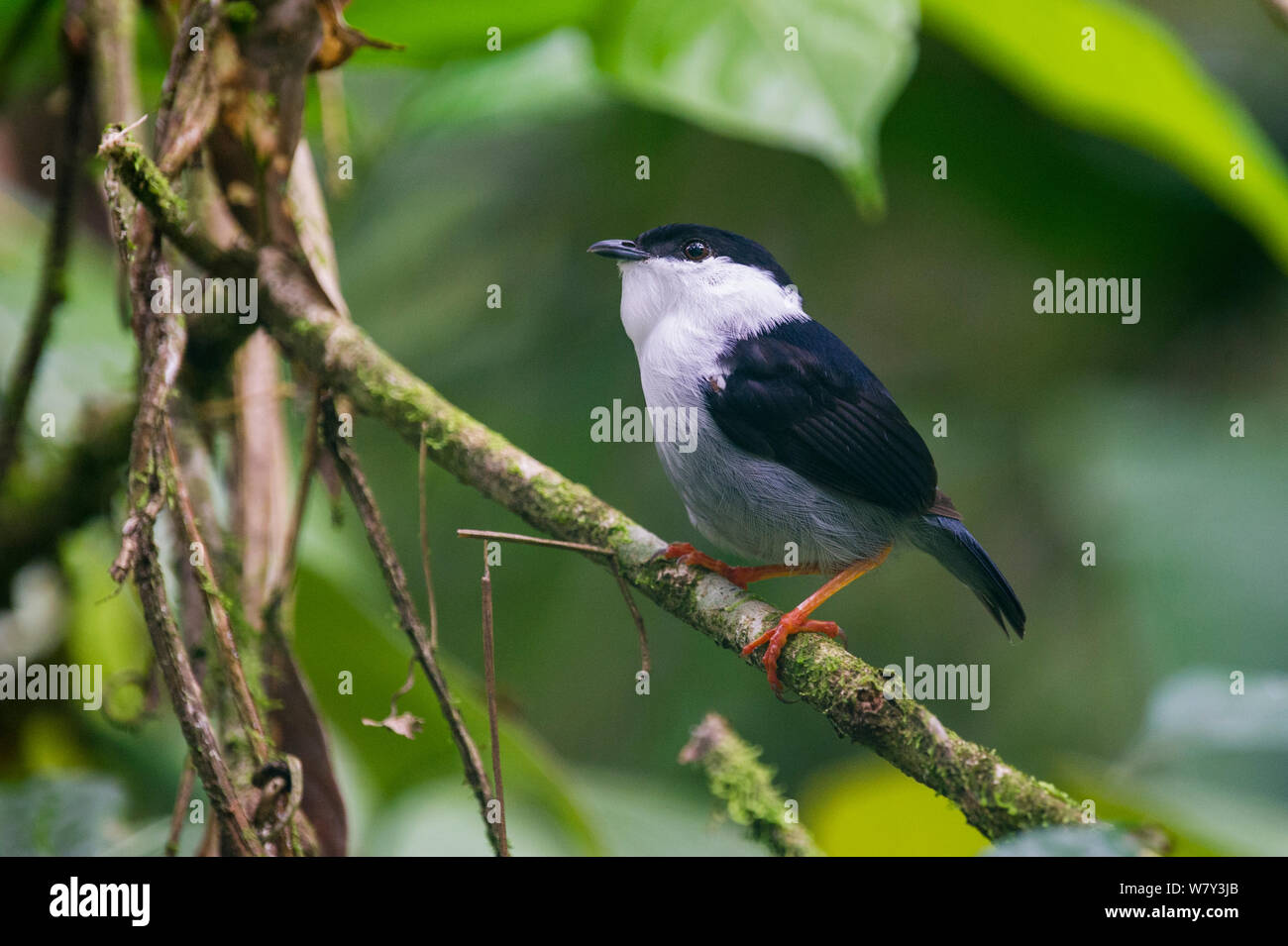 Weiß-bärtigen Manakin (Manacus manacus Innenseite) in Wald Unterwuchs. Bayern Private Reserve in der Nähe von Villavicencio, unteren östlichen Abhang der Anden, Kolumbien, Südamerika. Stockfoto Weiß-bärtigen Manakin (Manacus manacus Innenseite) in Wald Unterwuchs. Bayern Private Reserve in der Nähe von Villavicencio, unteren östlichen Abhang der Anden, Kolumbien, Südamerika. Stockfoto