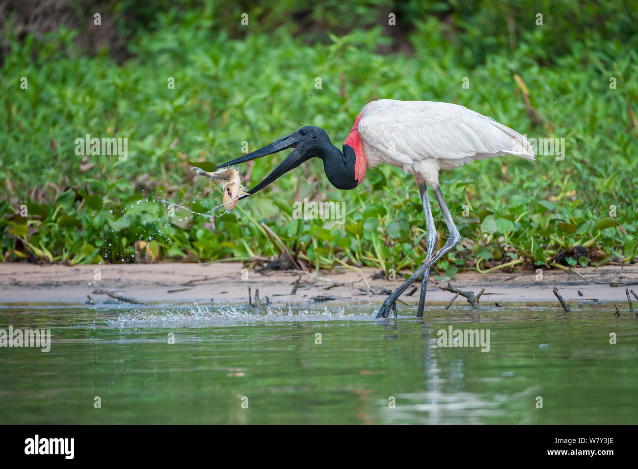 Jabiru-storches (Jabiru mycteria) fängt einen Fisch (Aufwachraum) am Rande des Paraguay Fluss, taiama Ecological Reserve, Pantanal, Brasilien, Südamerika. Stockfoto