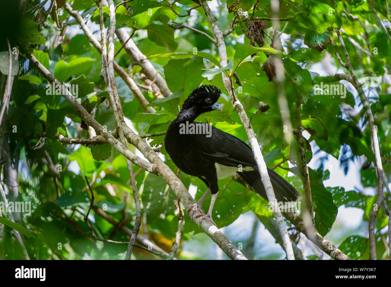 Stecker, blau-billed Curassow (Crax alberti) in Baumkronen. Paujil Naturschutzgebiet, Magdalena Tal, Kolumbien, Südamerika. Kolumbien endemisch. Kritisch Engangered. Stockfoto