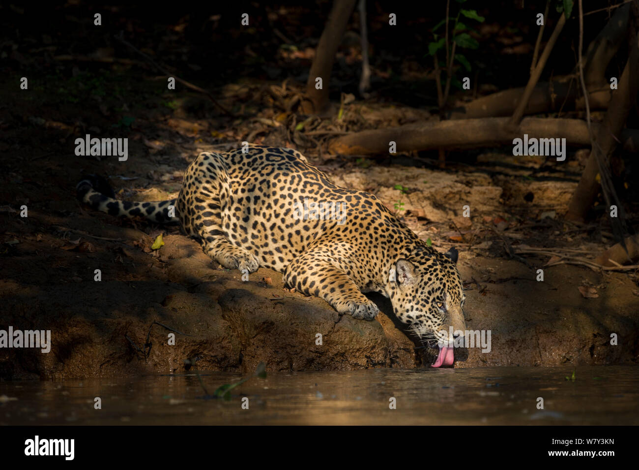Männliche Jaguar (Panthera onca palustris), im Alter von acht Jahren, das Trinken aus dem Tres Irmaos Fluss, Porto Jofre, nördlichen Pantanal, Mato Grosso, Brasilien, Südamerika. Stockfoto