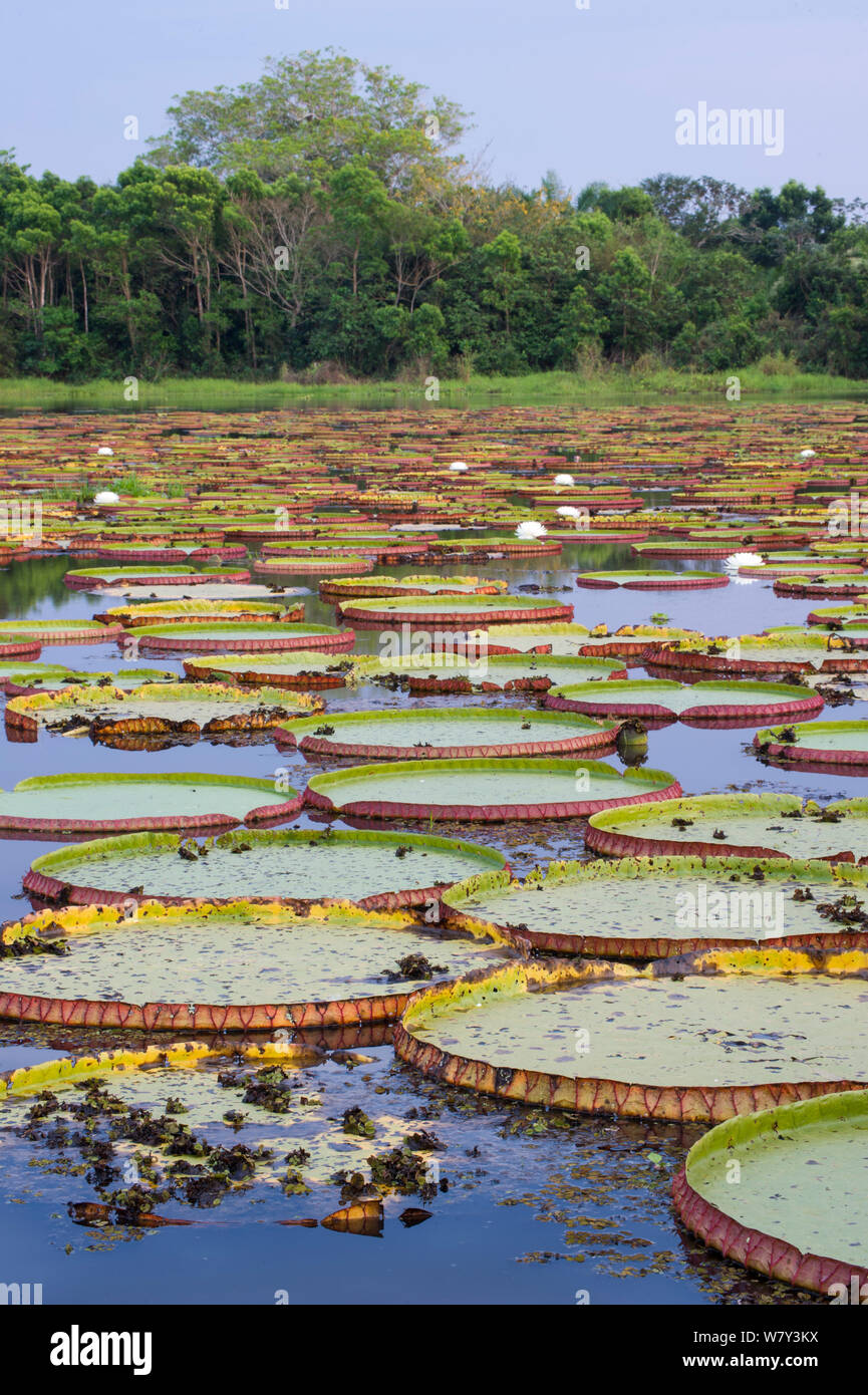 Riesige Seerosen (Victoria Amazonica) in einer Lagune in Porto Jofre, von der Cuiaba Fluss, nördlichen Pantanal, Mato Grosso, Brasilien, Südamerika. Stockfoto