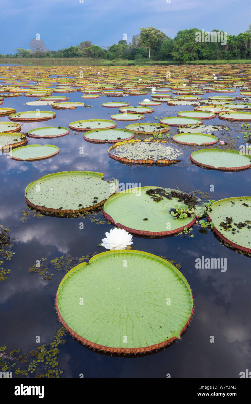 Riesige Seerosen (Victoria Amazonica) in einer Lagune in Porto Jofre, von der Cuiaba Fluss, nördlichen Pantanal, Mato Grosso, Brasilien, Südamerika. Stockfoto