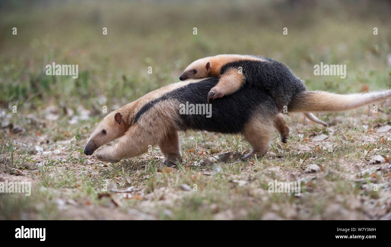 Southern Tamandua (Tamandua tetradactyla) Weiblich, die Jungen auf dem