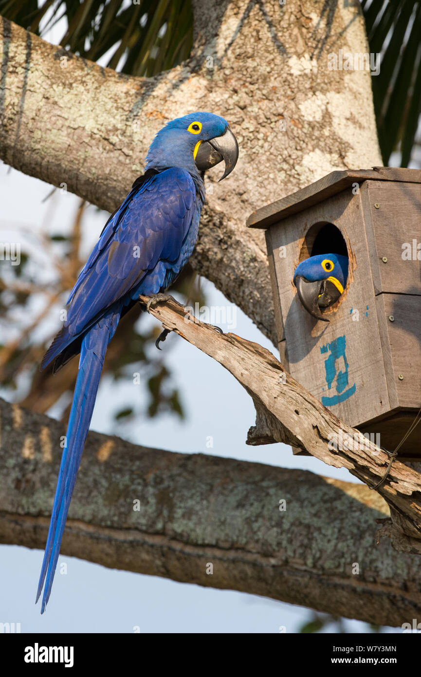 Hyazinthara (Anodorhynchus hyacinthinus) Paar in ihrem Nest, Araras Lodge, Mato Grosso, nördlichen Pantanal, Brasilien, Südamerika. Stockfoto