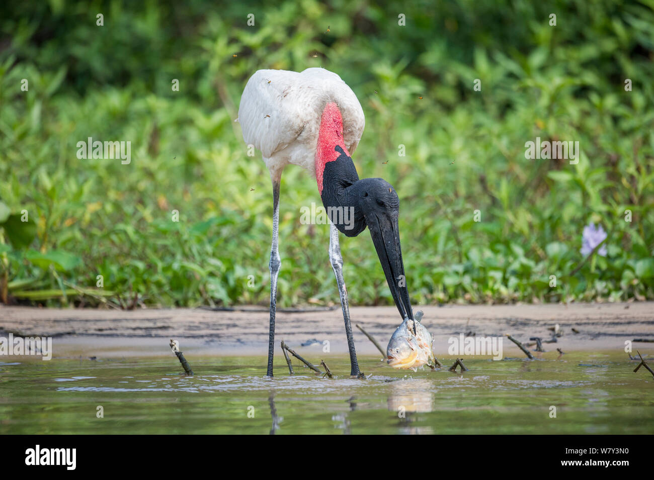 Jabiru-storches (Jabiru mycteria) fängt einen Fisch (Aufwachraum) am Rande des Paraguay Fluss. Taiama Ecological Reserve, Pantanal, Brasilien, Südamerika. Stockfoto