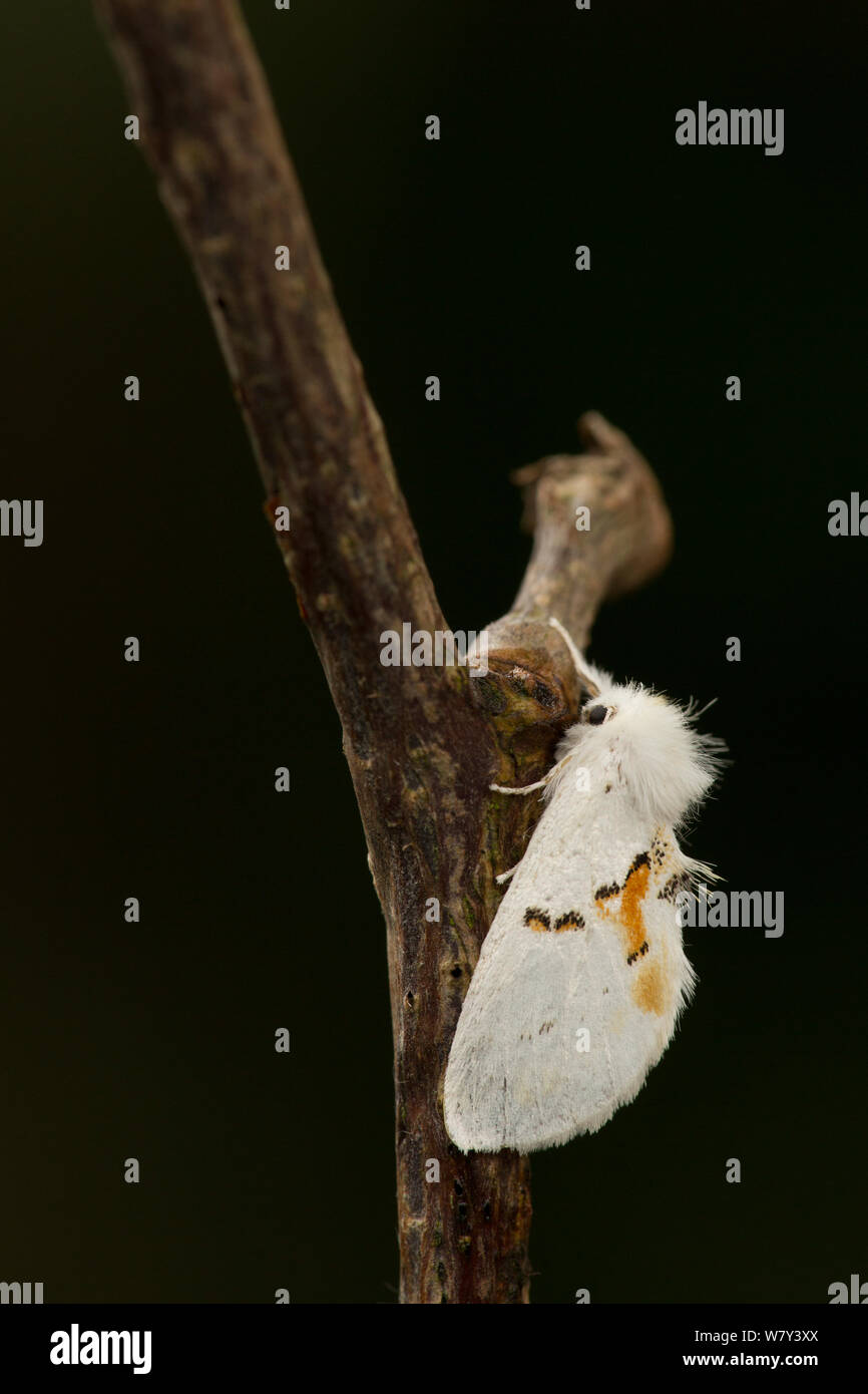 Weiße prominente Motte (Leucodonta bicolaria) auf Zweig, Nachzuchten, England, UK, Mai. Stockfoto