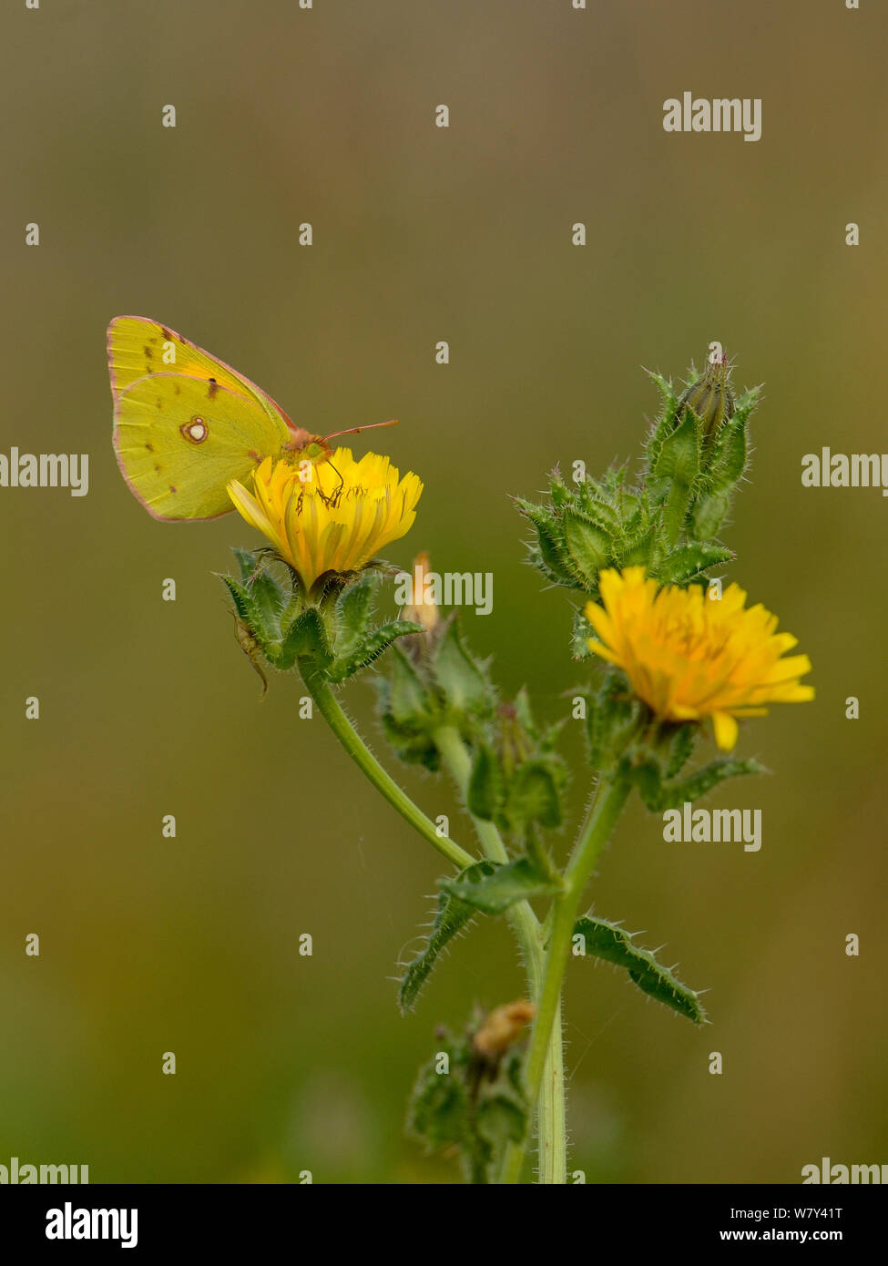 Hawkeed oxtongue (Picris hieracioides) Blühende. Vendee, Frankreich, August. Stockfoto