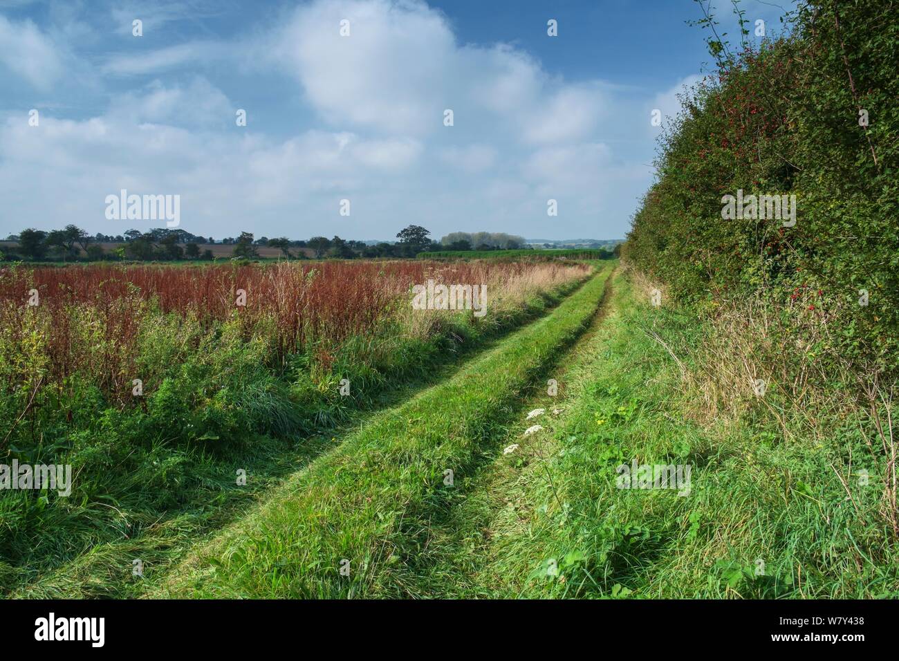 Feldweg neben Hecke, Wiltshire, Großbritannien, Oktober 2014. Stockfoto