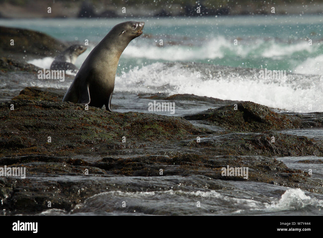 Antarktis Fell Dichtung (Arctocephalus gazella) Pups auf felsigen Ufer, Cooper Bay, South Georgia. Stockfoto