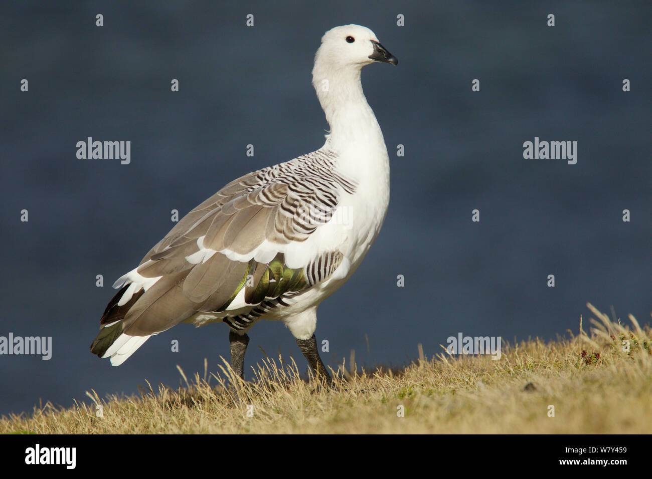 Upland goose (Chloephaga picta) männlich, Korpus Island, Falkland Inseln. Stockfoto