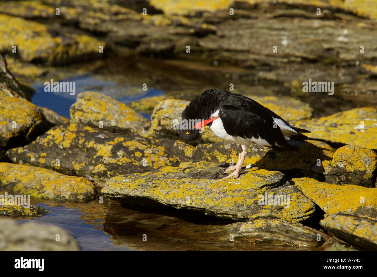 Magellanschen Austernfischer (Haematopus leucopodus) putzen, Karkasse Island, Falkland Inseln. Stockfoto