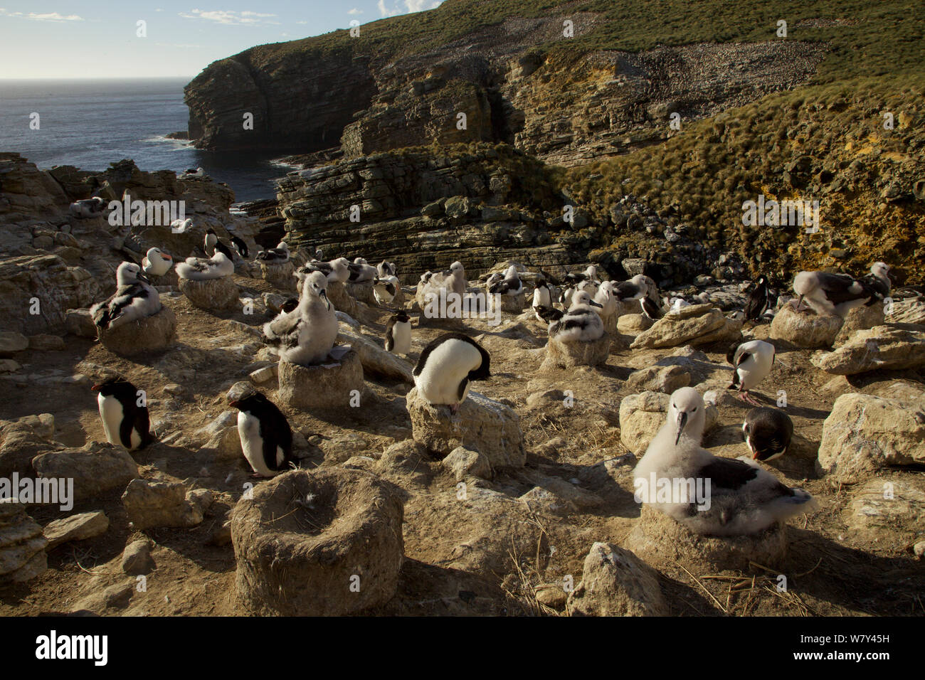 Schwarz der tiefsten Albatross (Thalassarche melanophrys) Kolonie, New Island, Falkland Inseln. Stockfoto