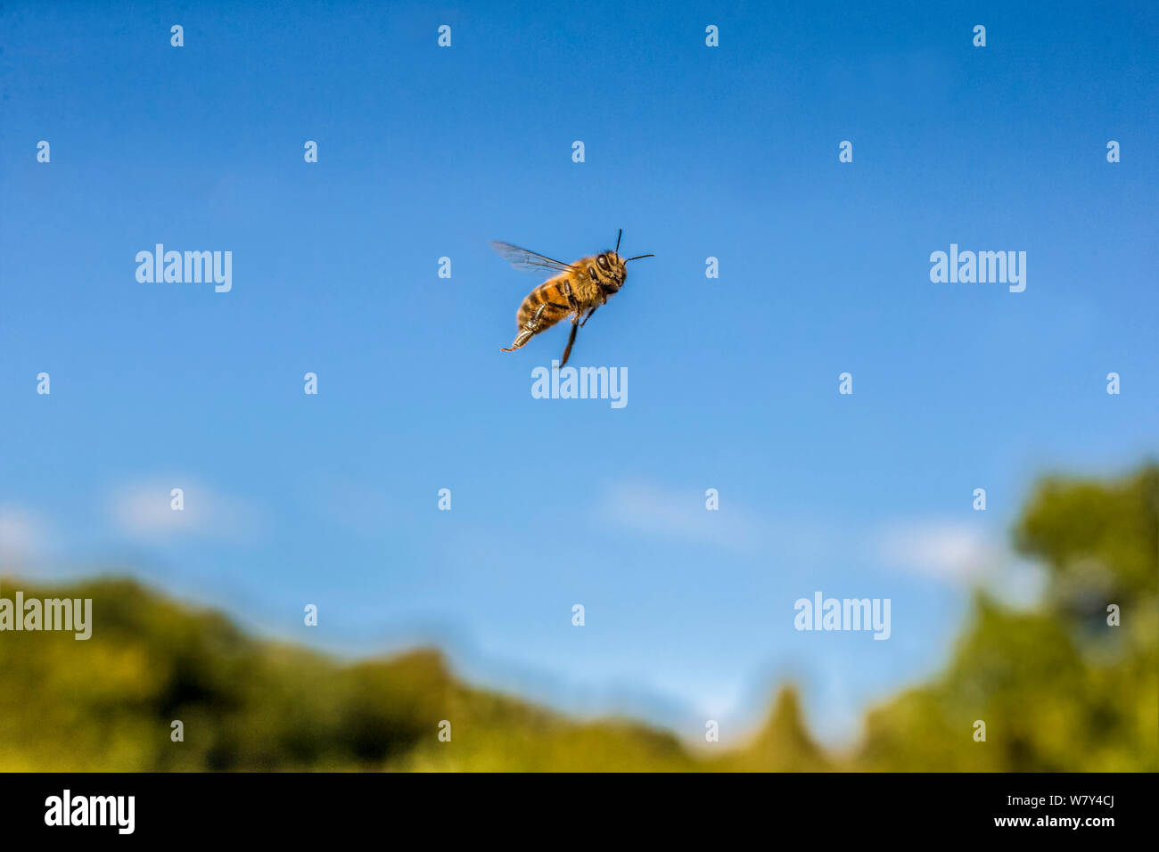 Honigbiene (Apis Mellifera) im Flug, Monmouthshire, Wales, UK. September. Stockfoto