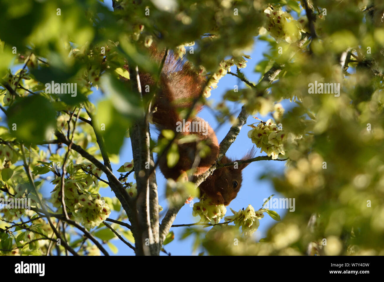 Eichhörnchen (Sciurus vulgaris) mit elm Obst, Vogesen, Frankreich, Mai. Stockfoto