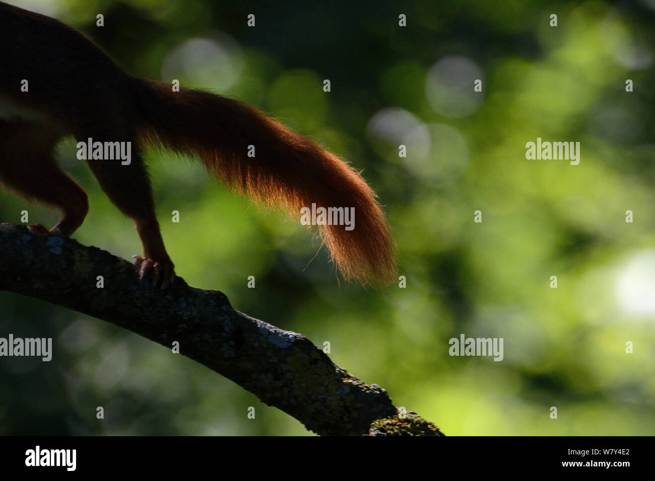 Eichhörnchen (Sciurus vulgaris) Schwanz, wie es läuft, Allier, Auvergne, Frankreich, Juli. Stockfoto