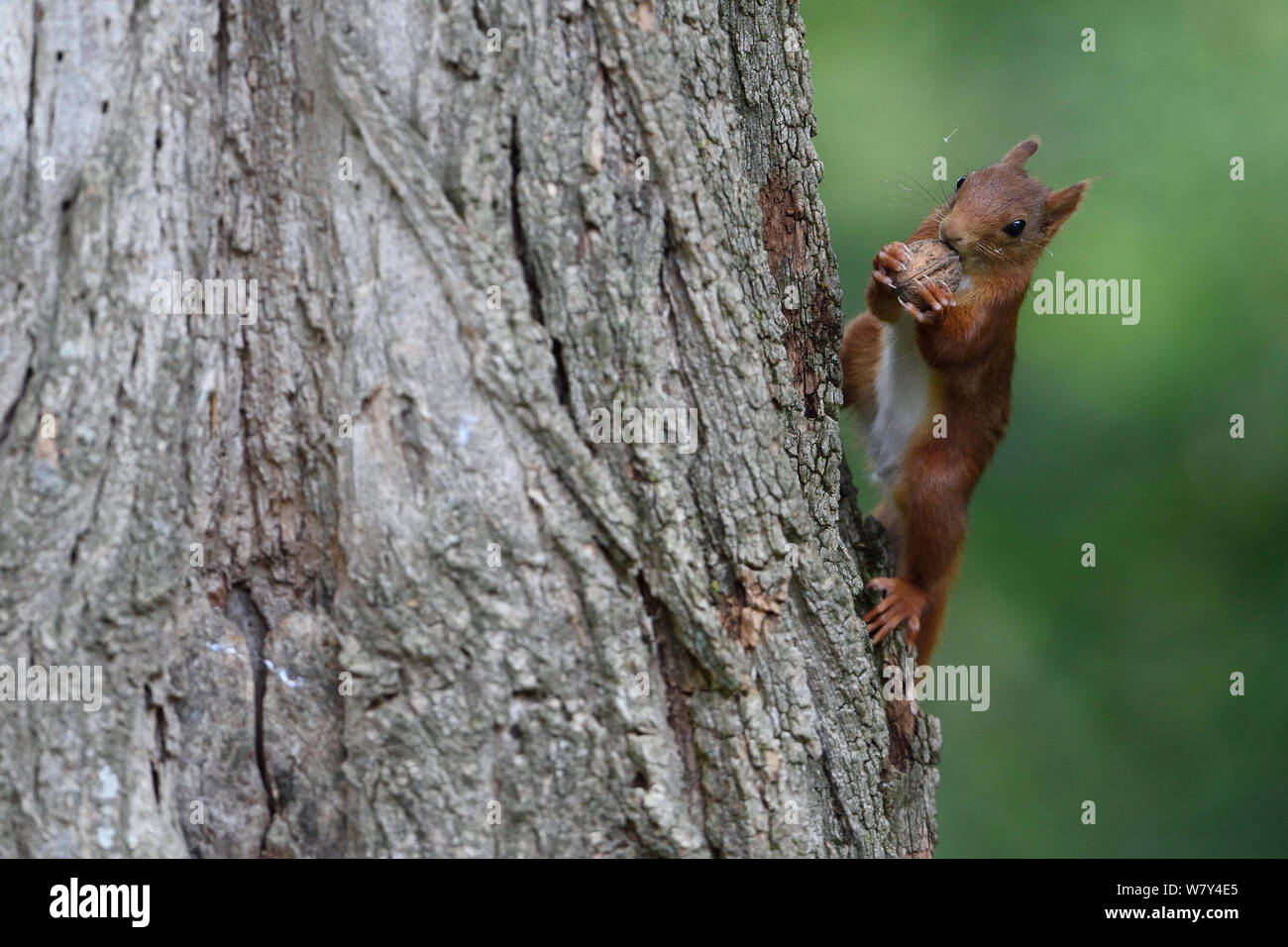 Eichhörnchen (Sciurus vulgaris) mit Mutter, Allier, Auvergne, Frankreich, Juli. Stockfoto