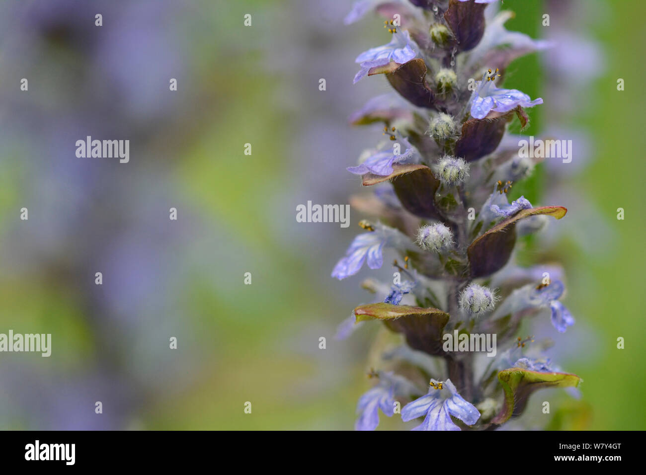 Gemeinsame bugle (Ajuga reptans) Vosges, Frankreich, April. Stockfoto