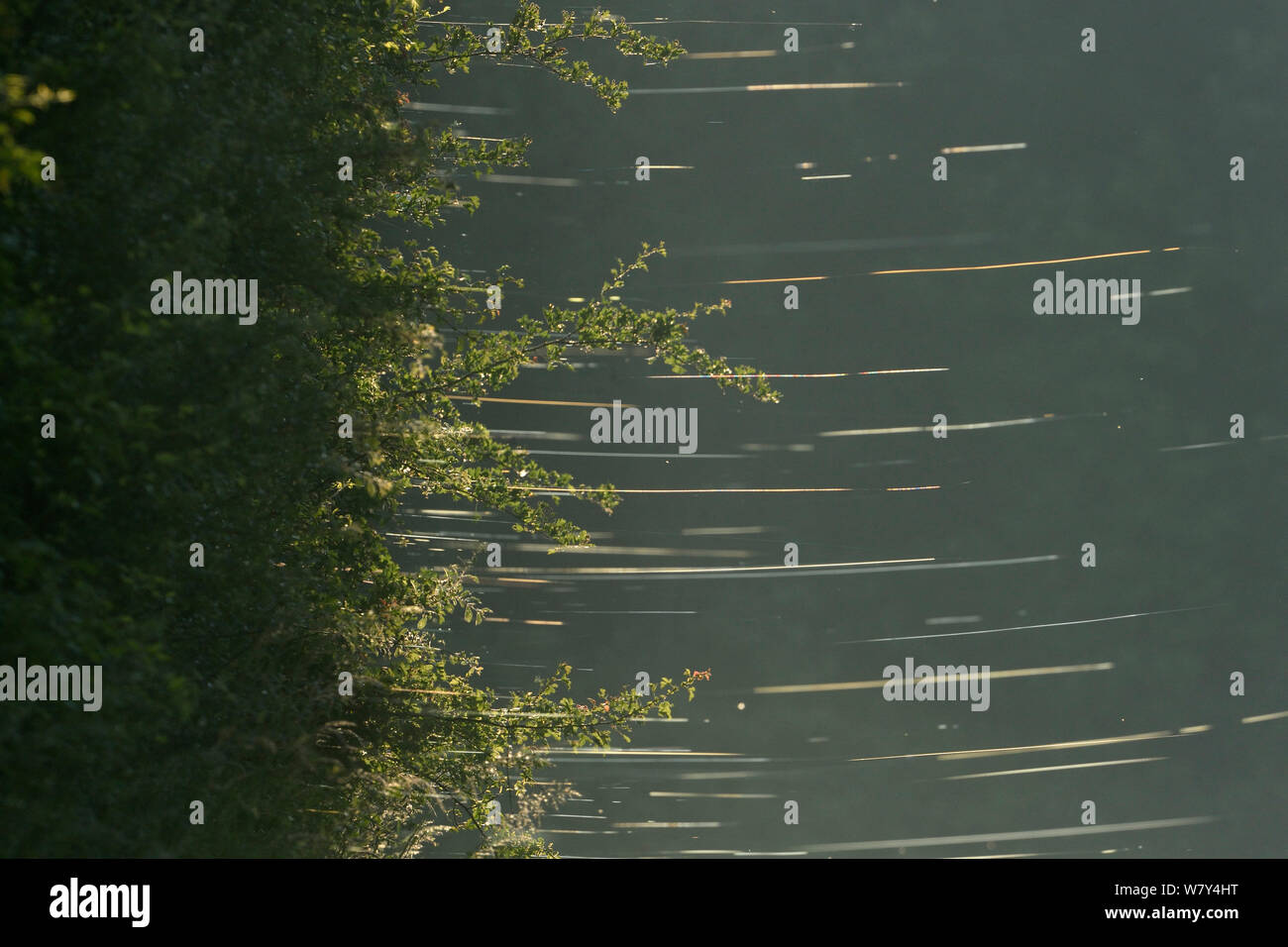 Linien der Spinnen Web-sites an Moss, Vogesen, Frankreich, Mai. Stockfoto