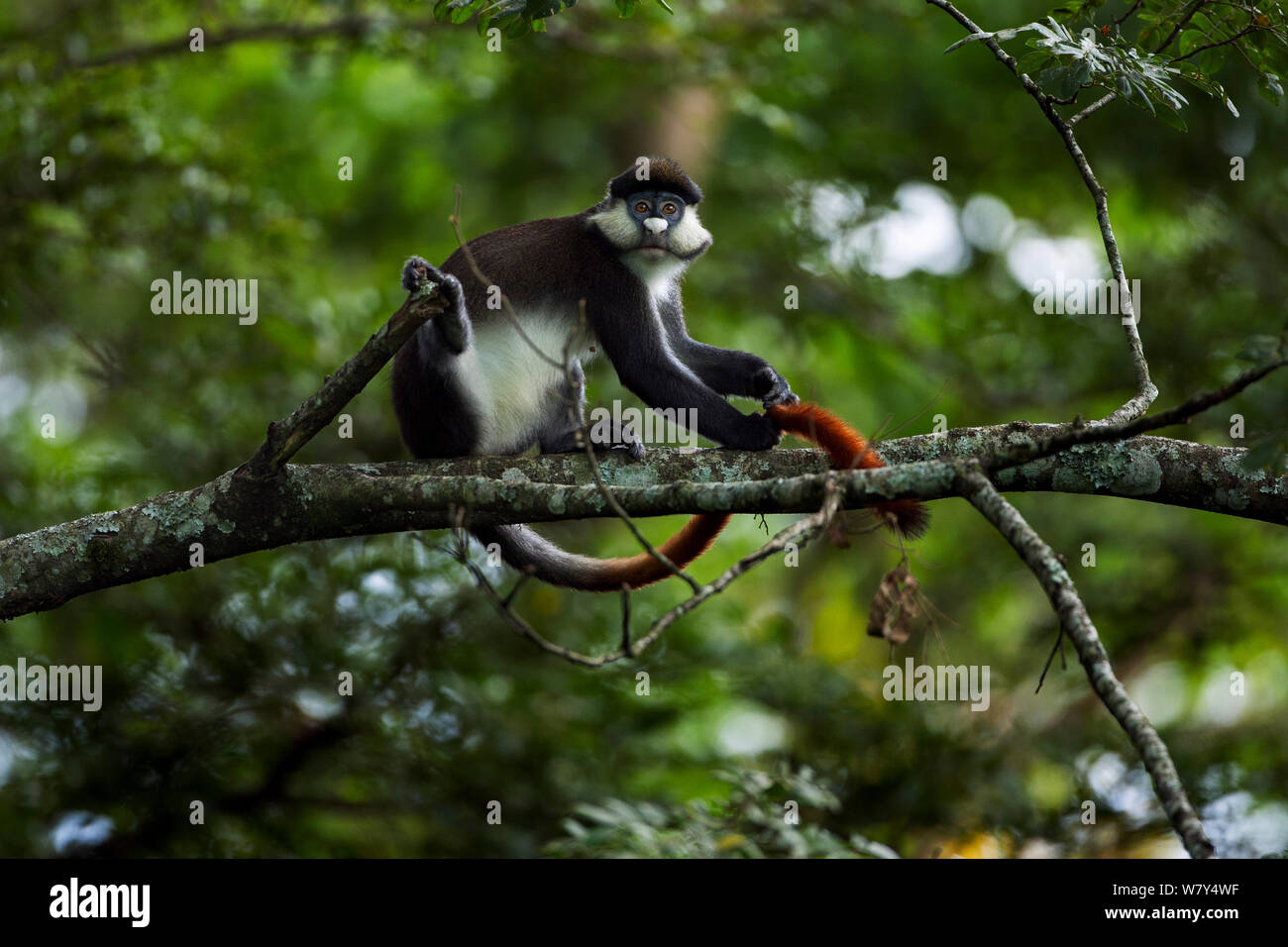 Red-tailed Affen (Cercopithecus ascanius) weibliche Pflege ihrem Schwanz. Kakamega Forest National Reserve, Western Province, Kenia. Stockfoto