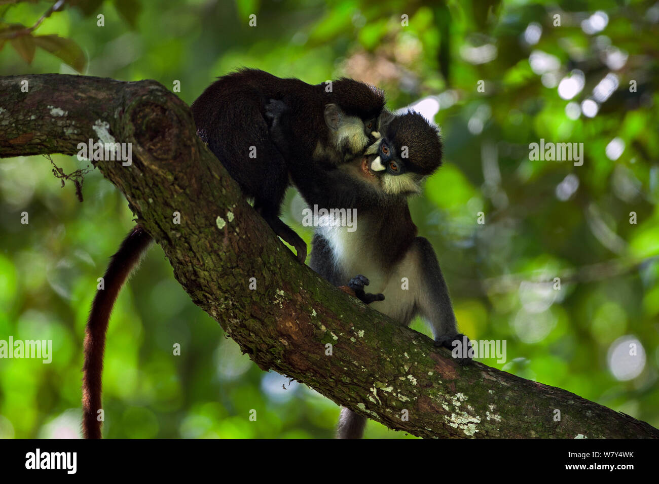 Red-tailed Affen (Cercopithecus ascanius) Jugendliche spielen kämpfen. Kakamega Forest Süd, Western Province, Kenia. Stockfoto