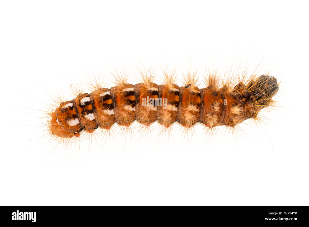 Knoten gras Motte (Acronicta rumicis) Caterpillar, Nationalpark Peak District, Derbyshire, UK, September. Stockfoto