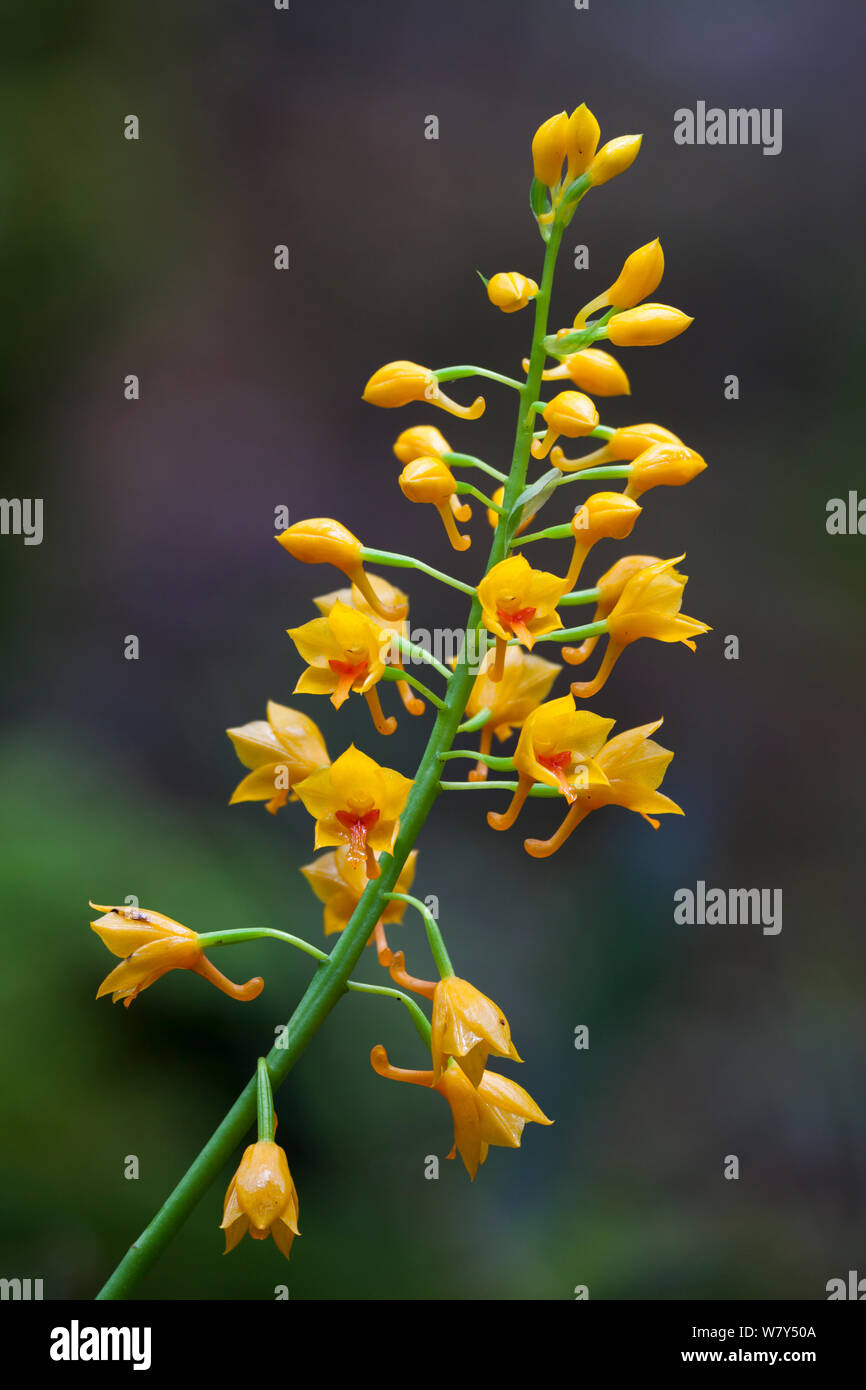 Gelbe terrestrische Orchideen (Orchidaceae) Maliau Becken, Sabah, Borneo. Stockfoto