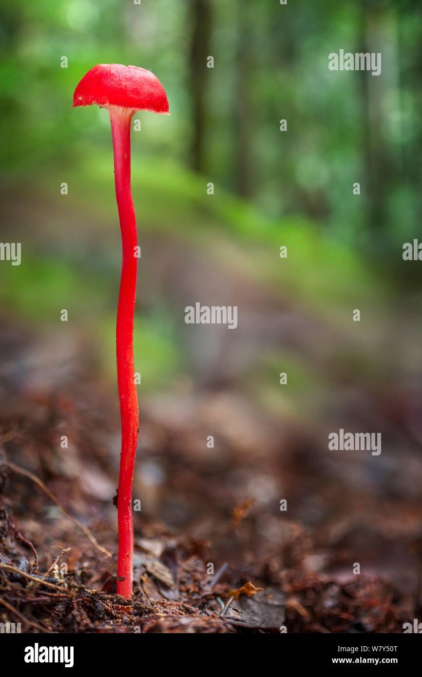 Rote Fliegenpilz in tropischen Regenwald wächst, Maliau Becken, Sabah, Borneo. Stockfoto