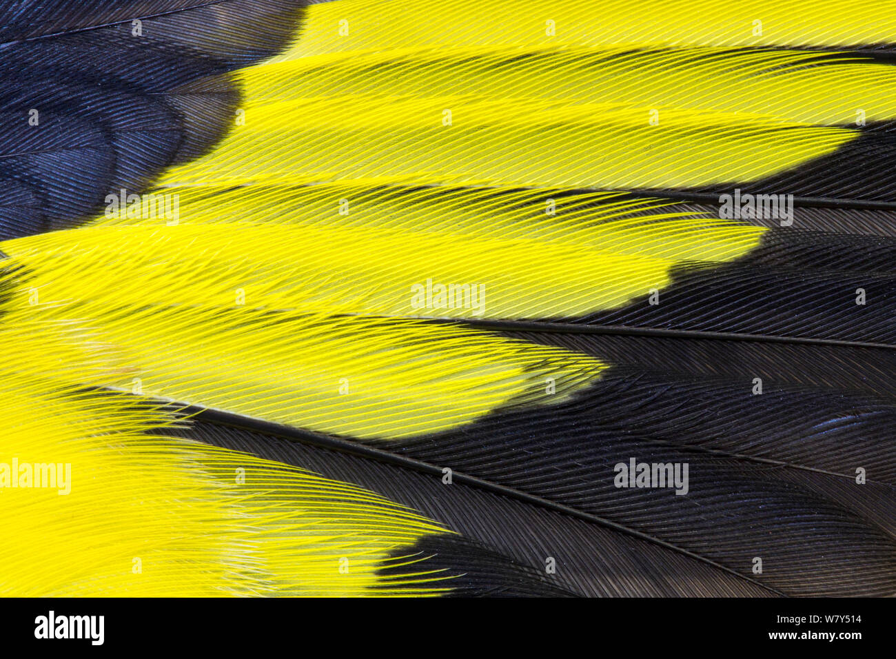 Stieglitz (Carduelis carduelis) Nahaufnahme von flügelfedern. Derbyshire, Großbritannien. Tote Exemplare. Stockfoto