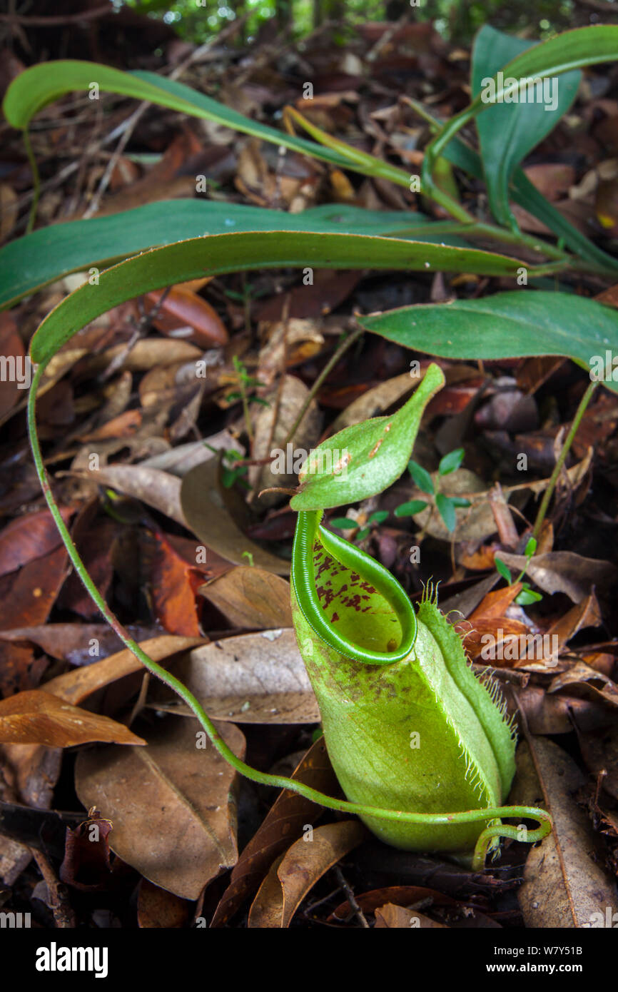 Kannenpflanze (Nepenthes tentaculata) mit Boden Krug. Maliau Becken, Sabah, Borneo. Stockfoto