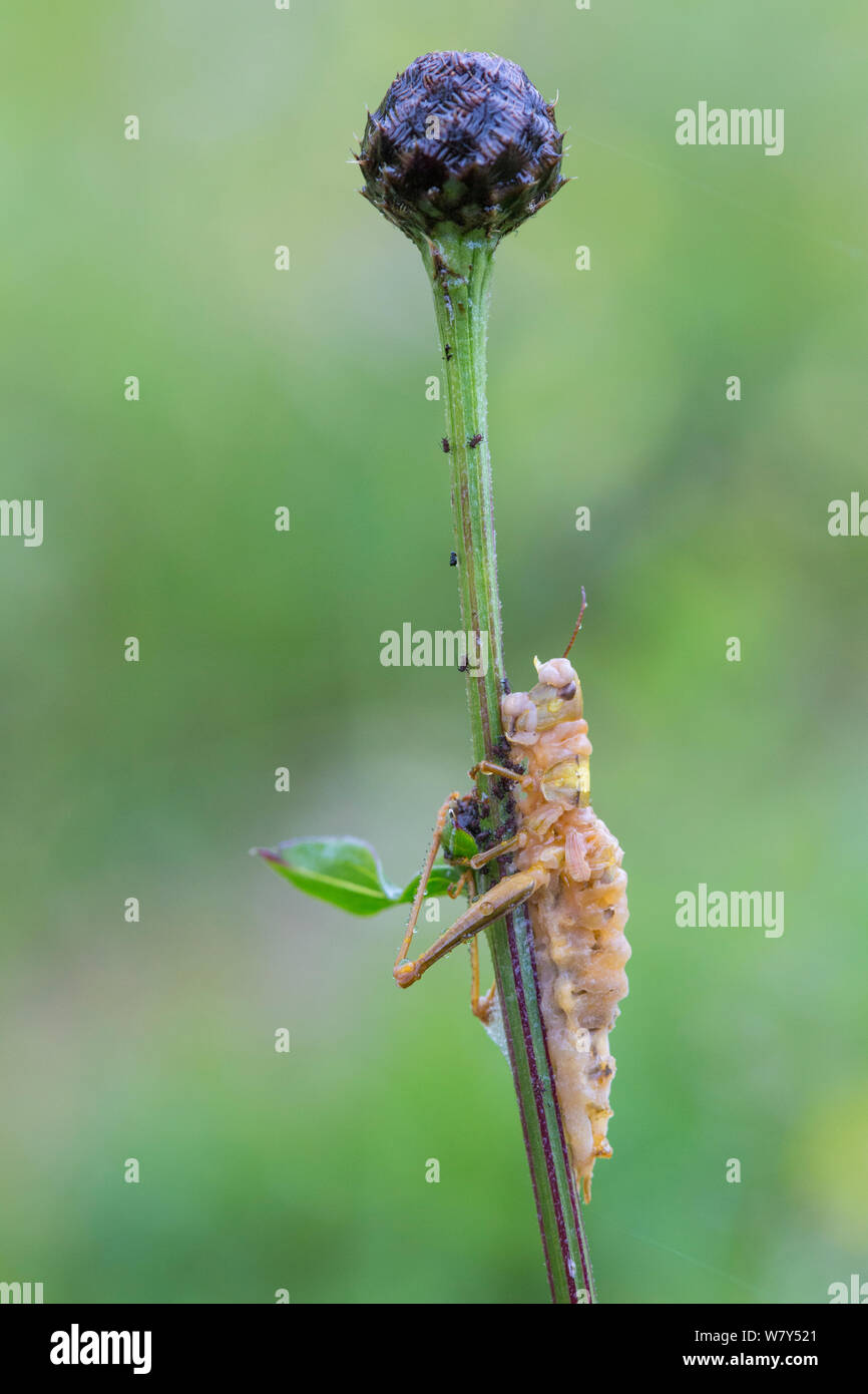 Grasshopper (Acrididae) durch entomopathogenic Fungus getötet. Nordtirol, Österreichischen Alpen, Juli. Stockfoto