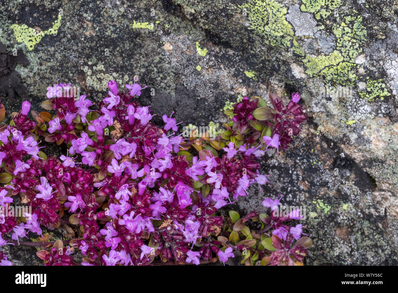 Thymian (Thymus polytrichus Beurre) Nordtirol, Österreichischen Alpen, Juli. Stockfoto