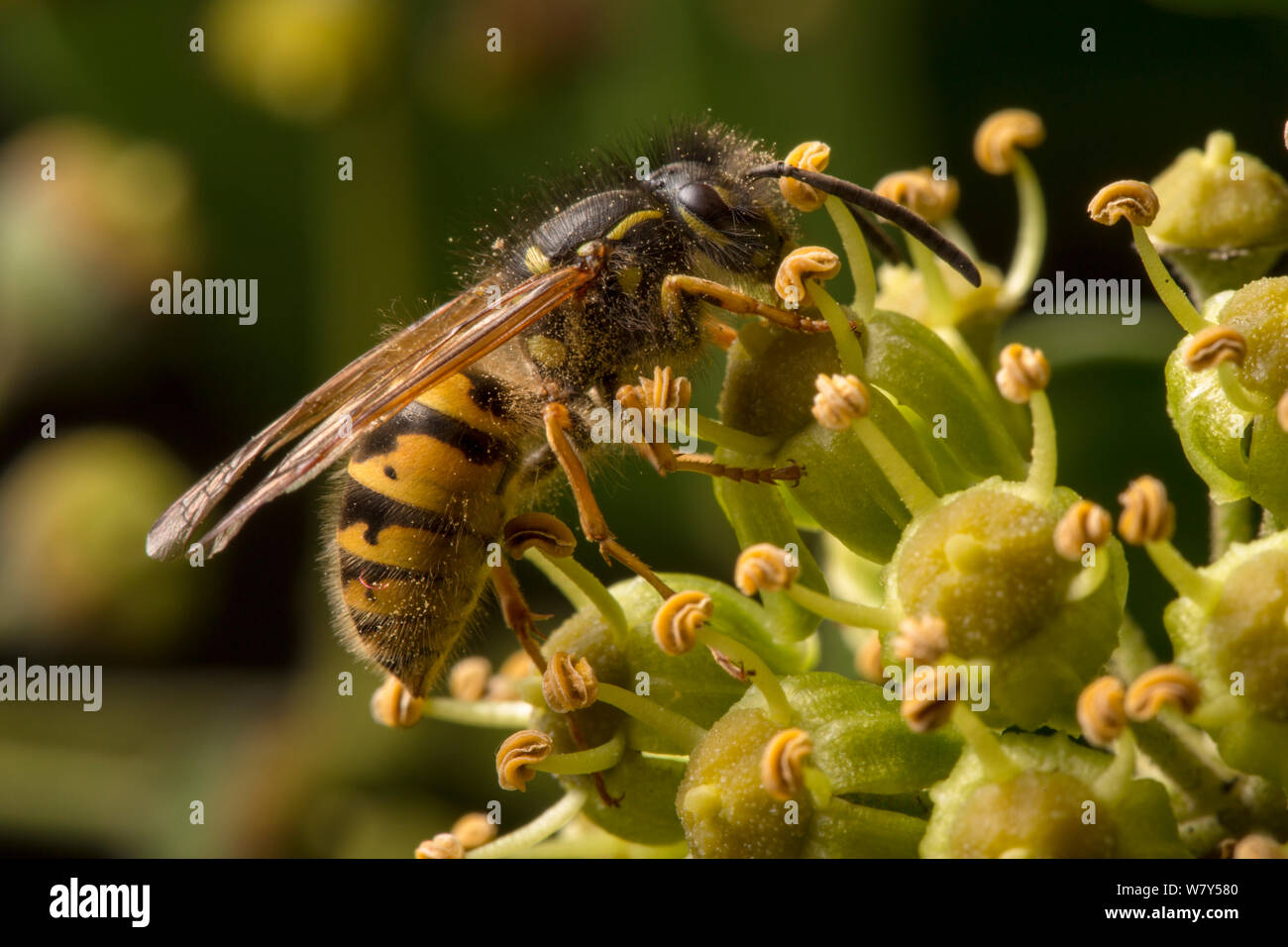 Efeu pflanzen -Fotos und -Bildmaterial in hoher Auflsung  Alamy
