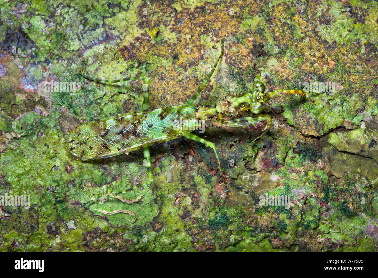 Grüne Gottesanbeterin (Majangella moltoni) auf Algen getarnt-bedeckten Baumstamm. Danum Valley, Sabah, Borneo. Stockfoto