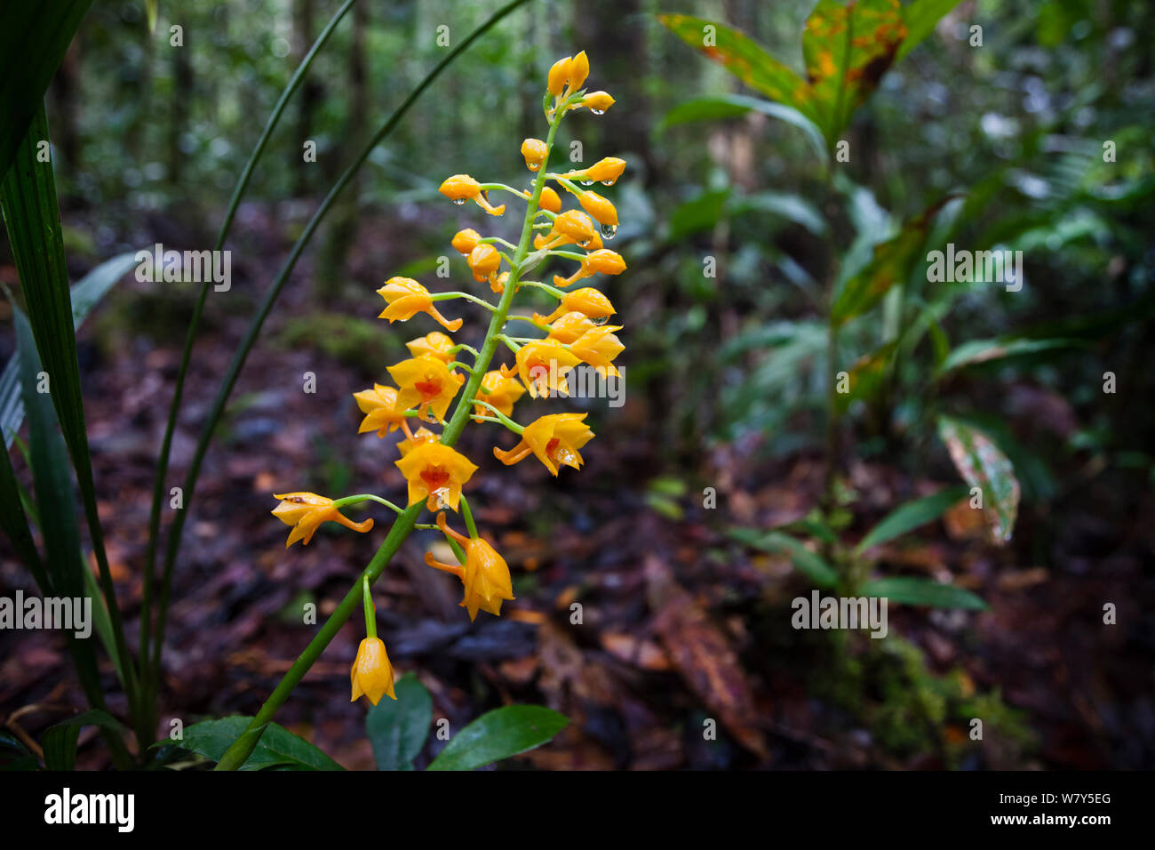 Gelbe terrestrische Orchideen (Orchidaceae) Maliau Becken, Borneo. Stockfoto