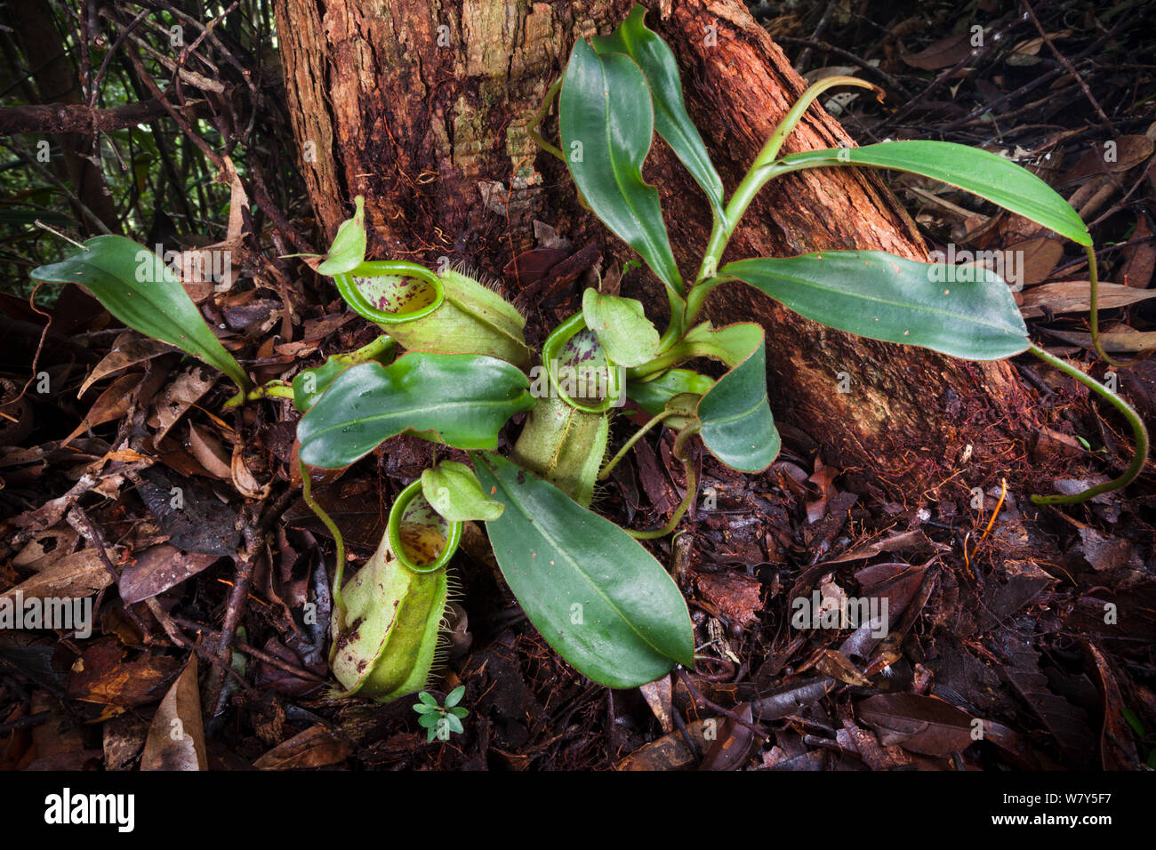 Kannenpflanze (Nepenthes tentaculata) mit Boden Krüge. Maliau Becken, Borneo. Stockfoto