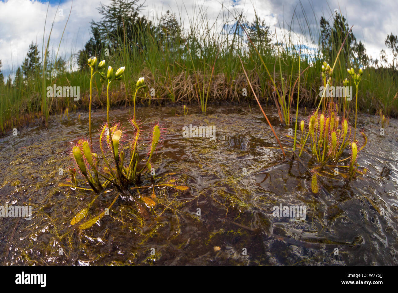 Große Sonnentau (Drosera anglica) Nordtirol, Österreichischen Alpen, Juli. Stockfoto