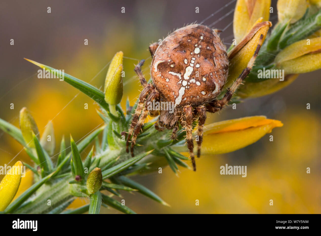 Gartenkreuzspinne (Araneus diadematus) weiblich. Dunwich Heath, Suffolk, Großbritannien, September. Stockfoto