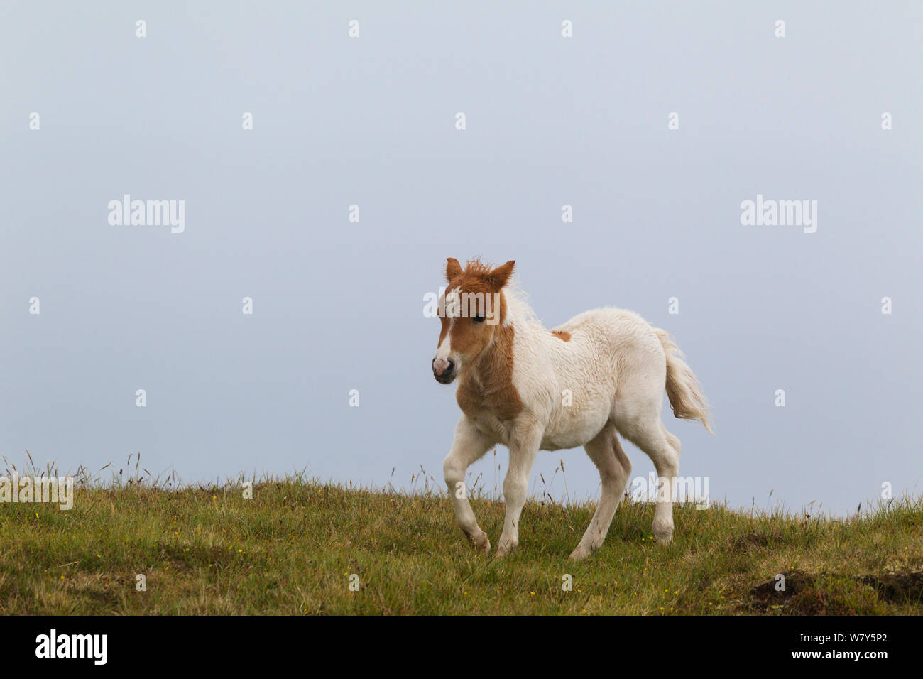 Shetland pony (Equus ferus Caballus) Fohlen um spielerisch läuft. Foula, Shetland Inseln, Vereinigtes Königreich. Juni. Stockfoto