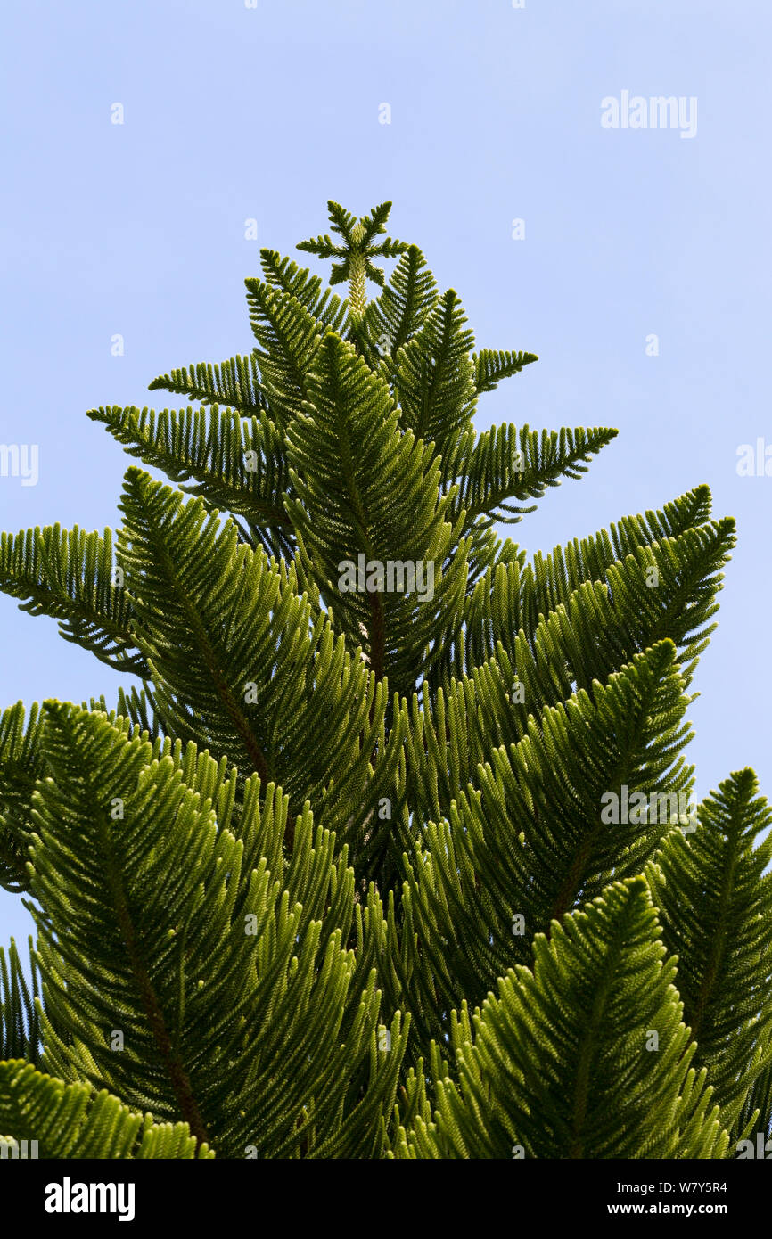 Norfolk pine (Araucaria araucana) Baum gegen ein strahlend blauer Himmel in den Klostergärten, Tresco, Isles of Scilly, Vereinigtes Königreich. Juli. Stockfoto