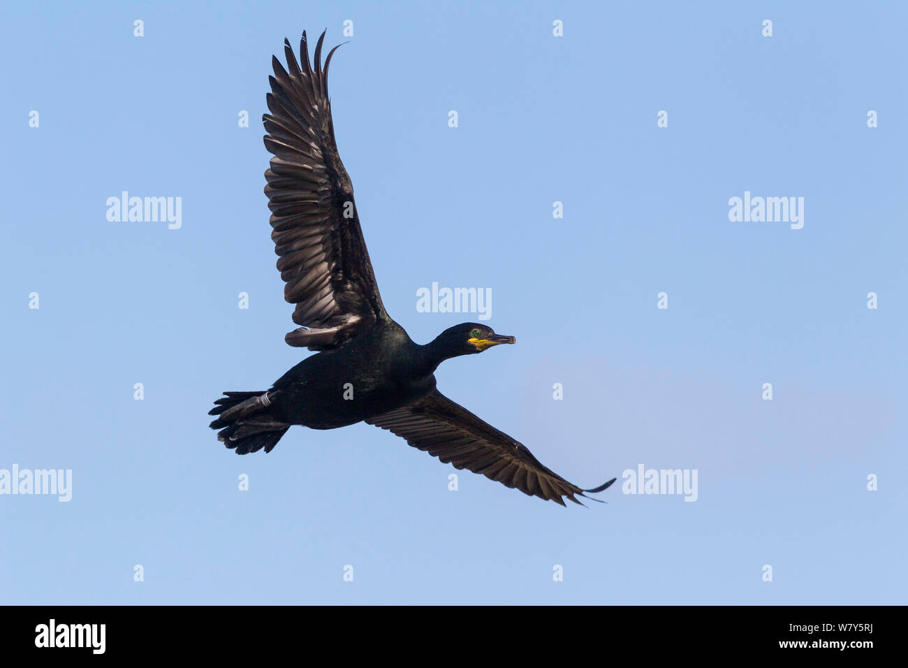 Europäische shag (Phalacrocorax aristotelis) auf der Flucht vor einem blauen Himmel. Große Saltee, County Wexford, Irland. Juli. Stockfoto