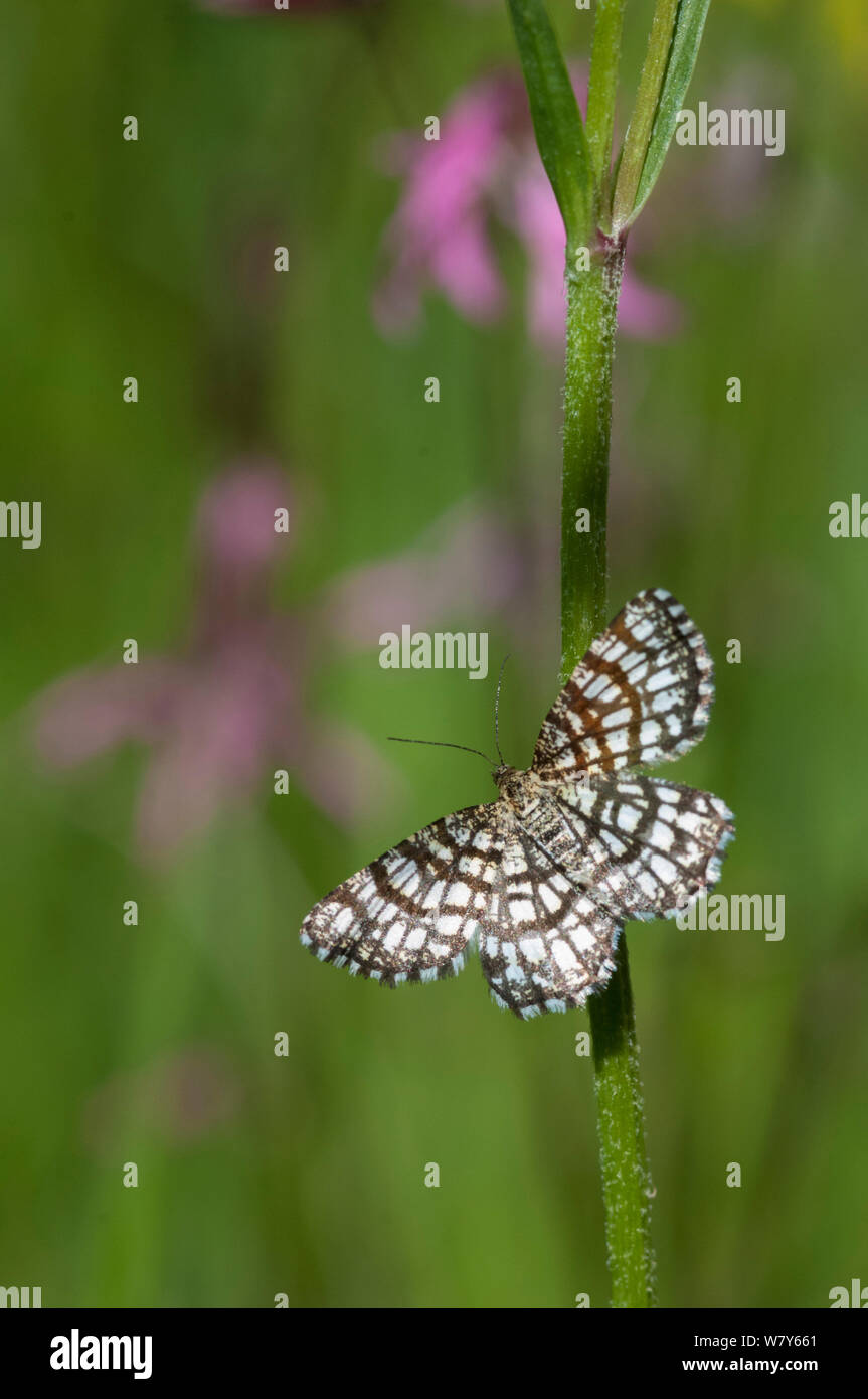 Gitterartige Heide Schmetterling (Chiasmia clathrata) fliegt bei Tag als auch bei Nacht, Tampere, Pirkanmaa, Lansi-ja Sisa-Suomi/Central und Western Finland, Finnland. Juni Stockfoto