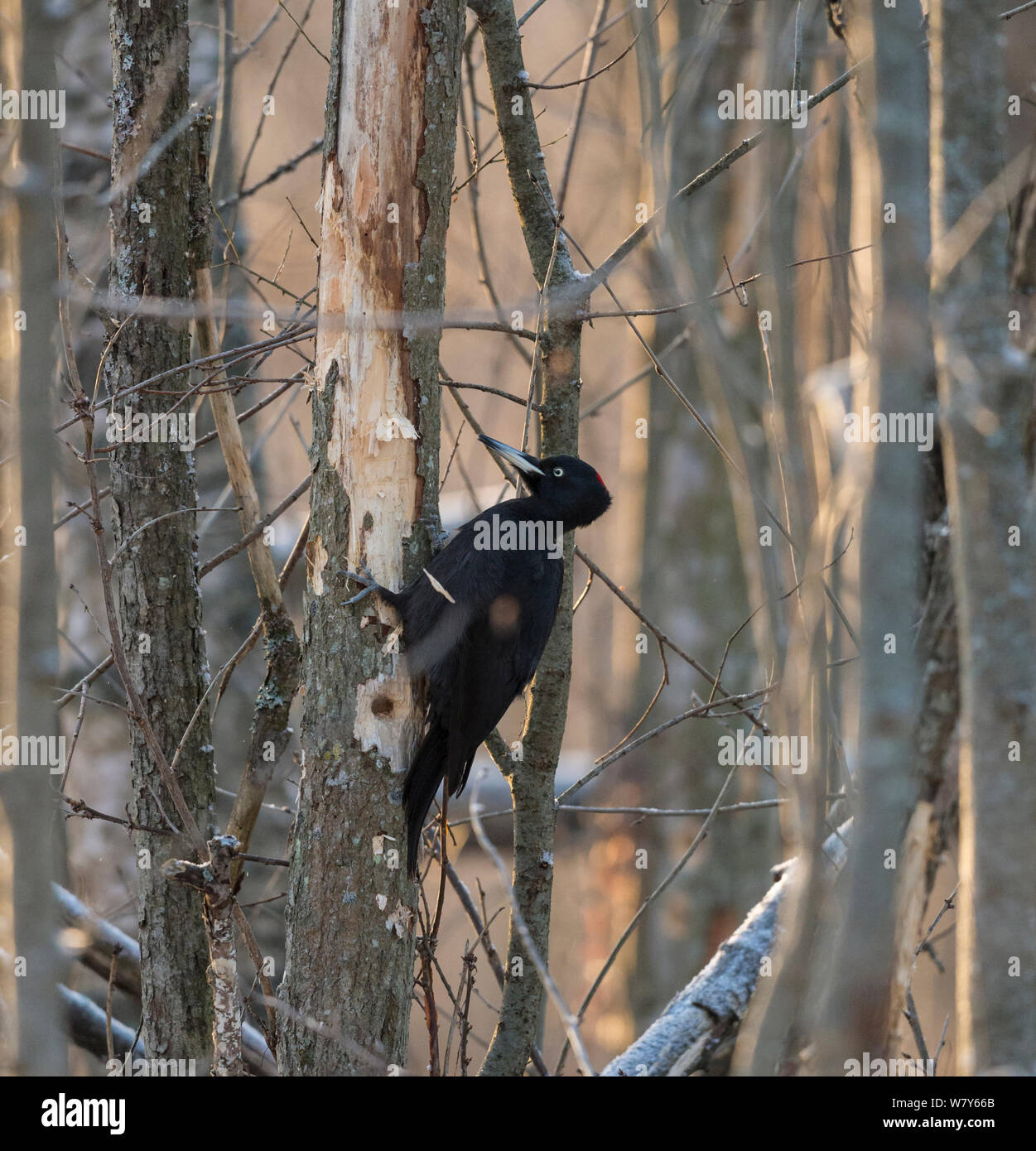 Schwarzspecht (Dryocopus martius) Löcher bohren, Tarvaala, Laukaa, Niedrelande, Lansi-ja Sisa-Suomi/Central und Western Finland, Finnland. Januar Stockfoto